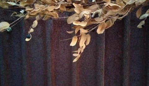 The surface of the old zinc has rust and ivy on the surface Stock Photos