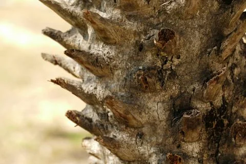 Surface of palm bark tree trunk Stock Photos