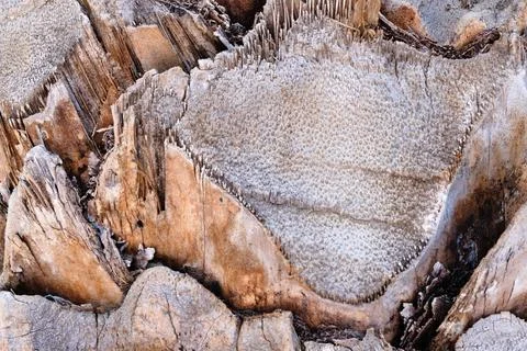 The surface of a palm tree trunk, closeup, natural background. Stock Photos