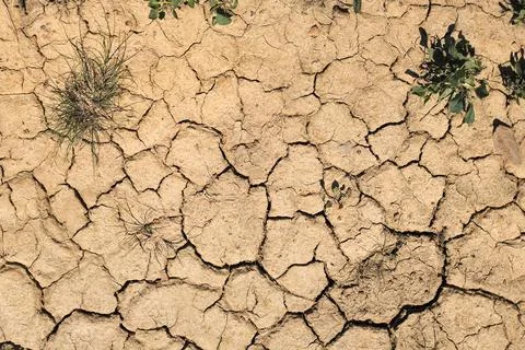 Surface of parched mud, clay and soil with cracks and green plants Stock Photos