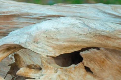 Surface pattern of nature Wood 스톡 사진