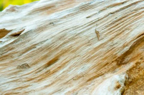 Surface pattern of nature Wood Stock Photos