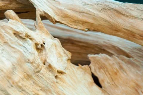 Surface pattern of nature Wood Stock Photos