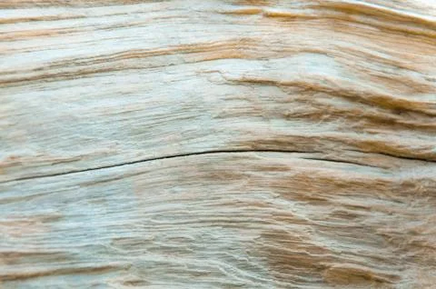 Surface pattern of nature Wood Stock Photos