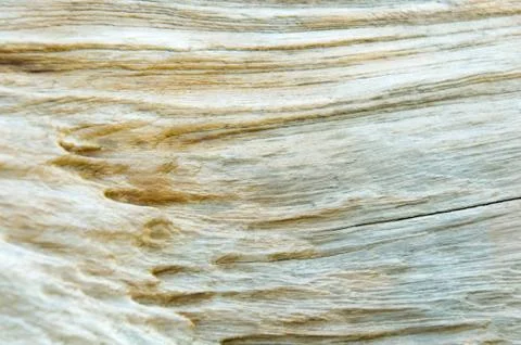 Surface pattern of nature Wood Stock Photos
