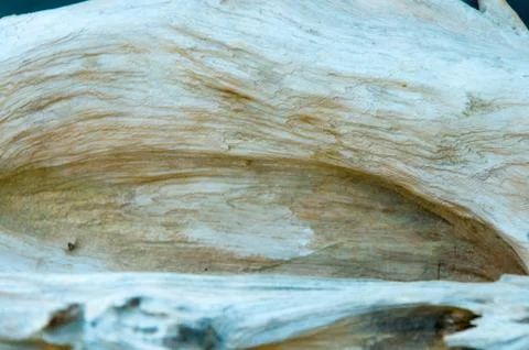 Surface pattern of nature Wood 写真素材