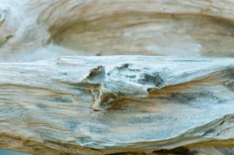 Surface pattern of nature Wood Foto stock