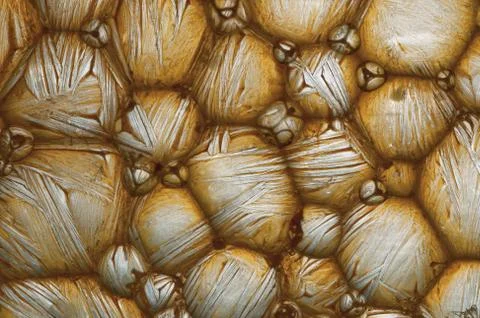 Surface Stock Photos