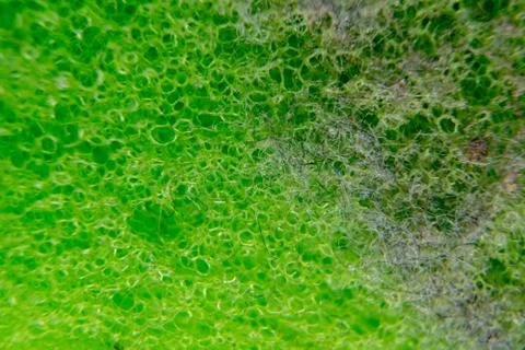 Surface of plastic green sponge with dust on it. Close-up texture. Macro picture Stock Photos