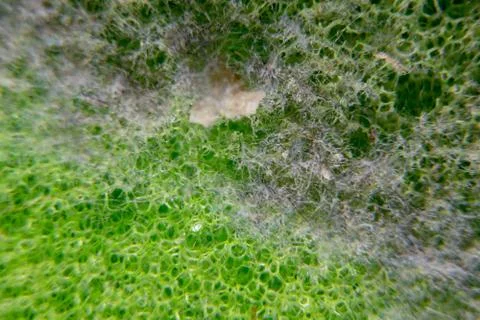 Surface of plastic green sponge with dust on it. Close-up texture. Macro picture Stock Photos
