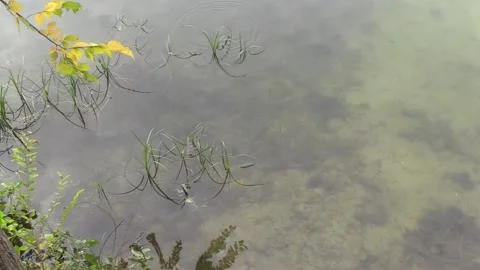 The surface of the pond and small fish Видео 160730582
