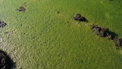 Surface of a Pond Covered in Green Algae 库存影片 325739153