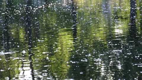 The surface of the pond is covered with poplar fluff. Stock Footage 157313618