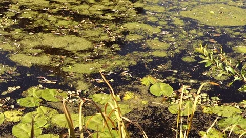 Surface of the pond overgrown with algae. Stock Footage 81319640