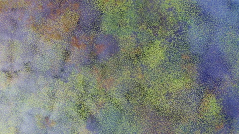 Surface of a pond partly covered with green water lilies, blue sky Stock Footage 163225844