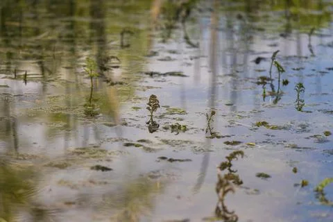The surface of the pond with plants that are reflected in the surface. Stock Photos
