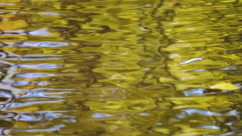 The surface of a pond with ripples and floating yellow autumn leaves.	 動画素材 320797588