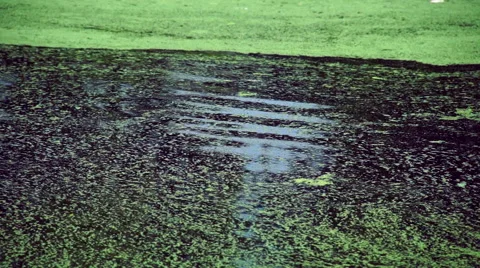 Surface of Pond Rippling Video stock 40208203