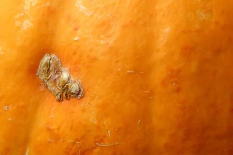 The surface of the pumpkin skin as a background, close-up, bright natural col Stock Photos