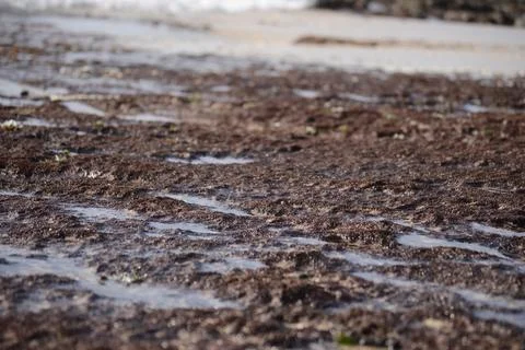 The surface of the reef after being hit by the waves Stock Photos