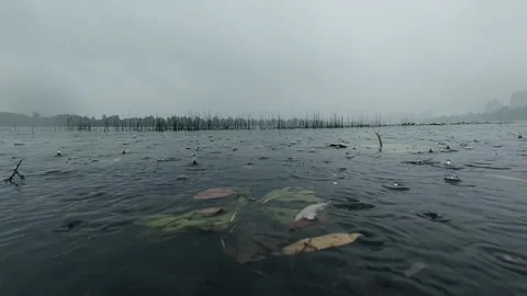 The surface of the river during the rain, against the background of the forest Stock Footage 138490644