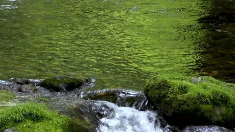 The surface of the river dyed green with fresh green Stock Footage 145067880