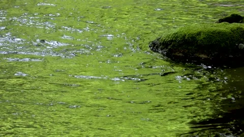 The surface of the river dyed green with fresh green Stock Footage 145067893