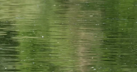 Surface of river Tisza during the annual mating season of the long-tailed mayfly Stock-Footage 268988236