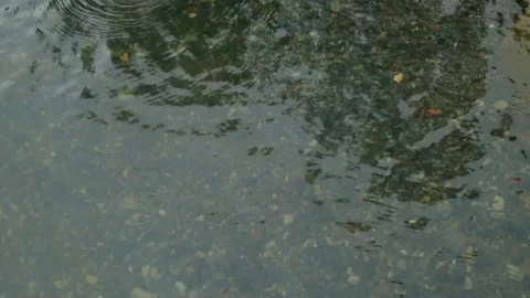 The surface of the river water is clear with a pebble river bed Stock Footage 306766094