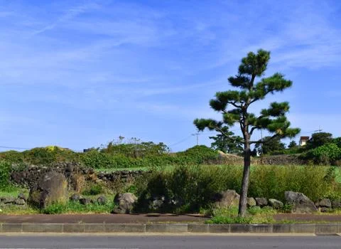Surface Roadside pine blue sky back ground Stock Photos