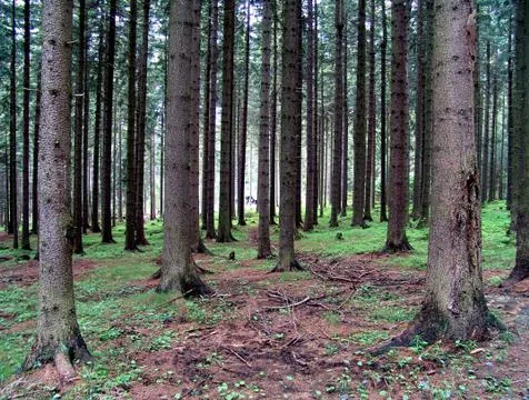Surface rooted conifers Stock Photos