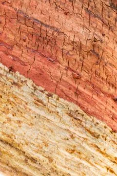 The surface of the rubber tree. Stock Photos