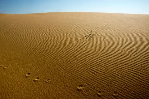 Surface of sandy desert in sliding light Stock Photos