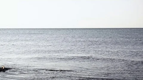 Surface of the sea ripples and ducks Stock Footage 82450556
