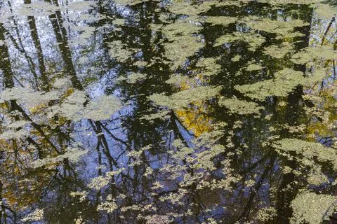 The surface of small pond is covered with duckweed and algae spots. Stock Photos