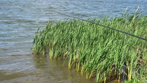 The surface of smooth water between the reeds,fishing rod, fishing, 4K Stock-Footage 76144531