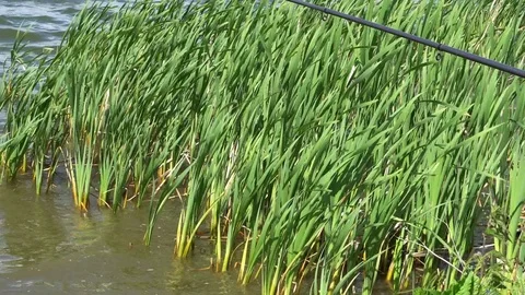 The surface of smooth water between the reeds,fishing rod, fishing, 4K Video stock 76201949