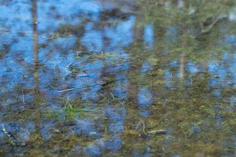 Surface of spring melt water dotted with twigs, pollen, and tiny bubbles, delica 库存照片