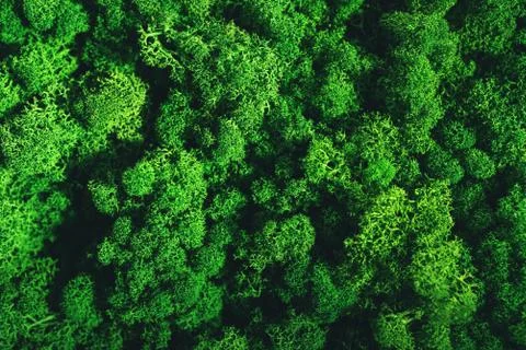 Surface of stabilized moss close-up. Stock Photos