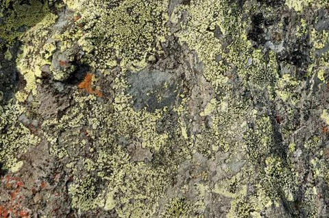 Surface of the stone. Background. Abstraction. 写真素材