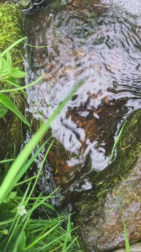 Surface of stream reflecting light ripples surrounded by grass Stock Footage 319046438