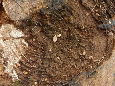 The surface of the stump of a cut tree Stock Photos