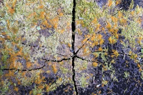 The surface of the stump of tree closeup for background. Stock Photos