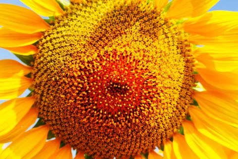 Surface of sunflower pollen. Stock Photos