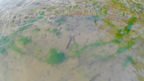 The surface of the Tajum River is shallow and there is green moss Video stock 242818642