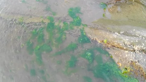 The surface of the Tajum River is shallow and there is green moss Stock Footage 242819962