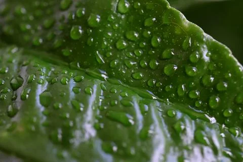 The surface of a tangerine leaf is covered with drops of water Foto stock