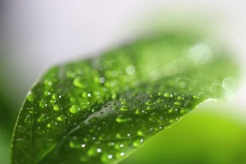The surface of a tangerine leaf is covered with drops of water Foto stock