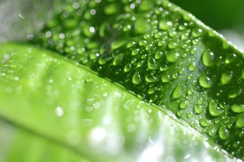 The surface of a tangerine leaf is covered with drops of water Stock Photos