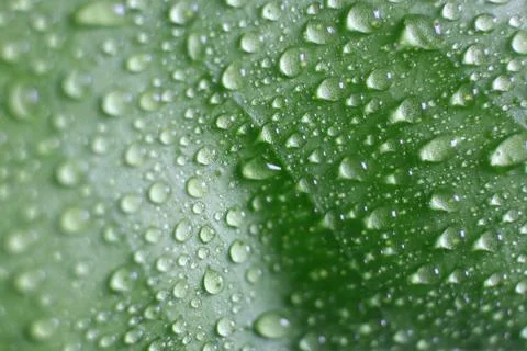 The surface of a tangerine leaf is covered with drops of water Stock Photos